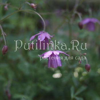 Семиаквилегия безшпорцевая (Aquilegia ecalcarata)