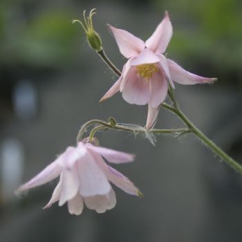 Семиаквилегия безшпорцевая розовая (Aquilegia ecalcarata)
