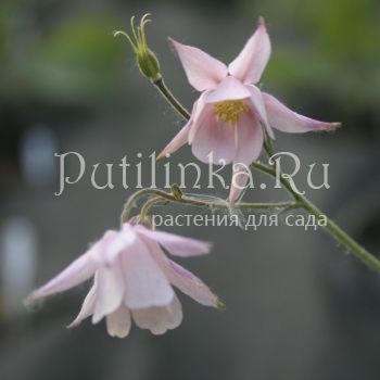 Семиаквилегия безшпорцевая розовая (Aquilegia ecalcarata)