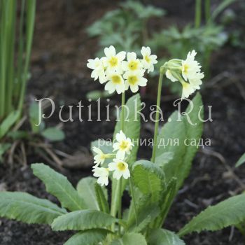 Примула Палласа (Primula pallasii)