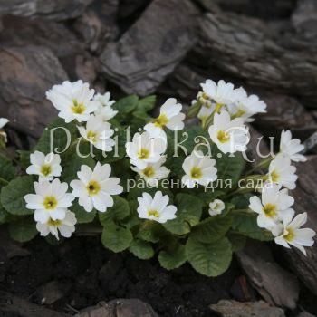 Примула Юлии Sneeuwwitji (Primula juliae Sneeuwwitji)