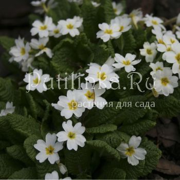 Примула Юлии Sneeuwwitji (Primula juliae Sneeuwwitji)