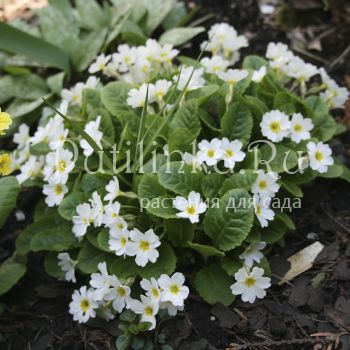Примула Юлии Sneeuwwitji (Primula juliae Sneeuwwitji)