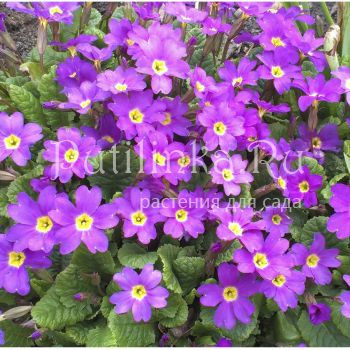 Примула Юлии (Primula juliae)