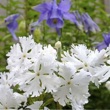 Примула Зибольда  (Primula sieboldii )