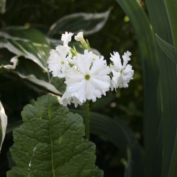Примула Зибольда  (Primula sieboldii )