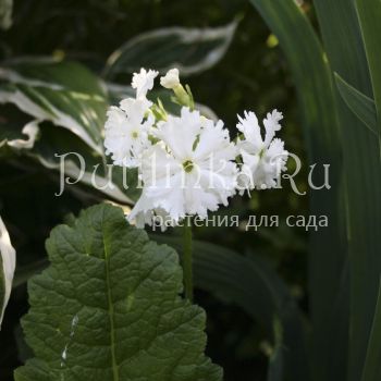 Примула Зибольда  (Primula sieboldii )