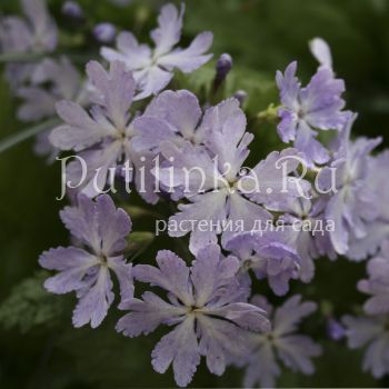 Примула Зибольда Kumor (Primula sieboldii Kumor)