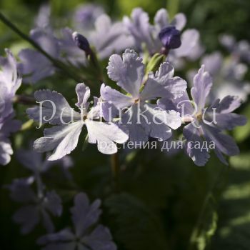 Примула Зибольда Kumor (Primula sieboldii Kumor)