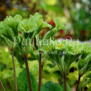 Примула гибрид Francesca (Primula hybrida Francesca)*