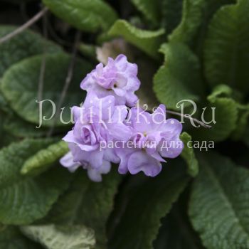 Примула Quakers Bonnet (Primula Quakers Bonnet)