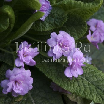 Примула Quakers Bonnet (Primula Quakers Bonnet)