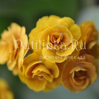 Примула ушковая Jupp (Primula auricula Jupp)