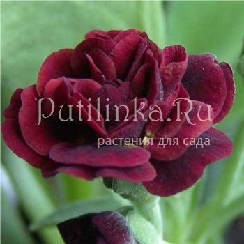 Примула ушковая Crimson Glow (Primula auricula Crimson Glow)