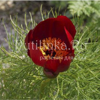 Пион тонколистный (Paeonia tenuifolia)