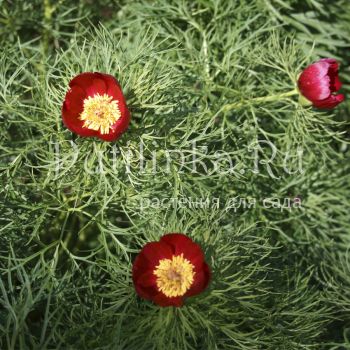 Пион тонколистный (Paeonia tenuifolia)