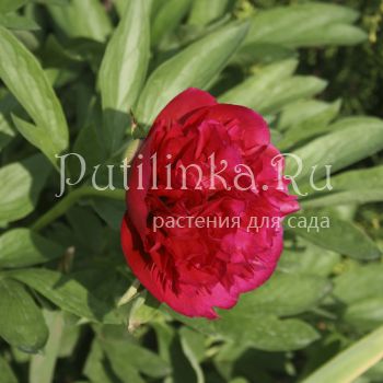 Пион (Paeonia)