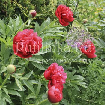 Пион (Paeonia)