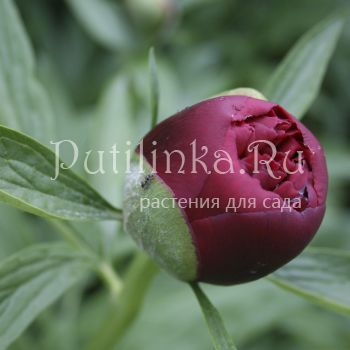 Пион (Paeonia)