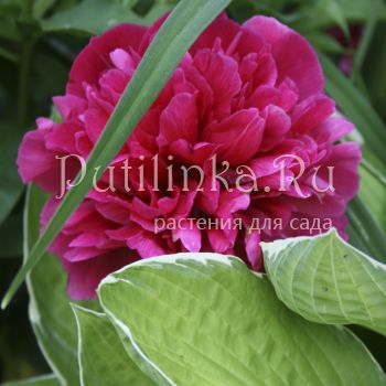 Пион (Paeonia)