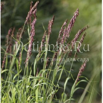 Перловник высокий Atropurpurea (Melica altissima  Atropurpurea)