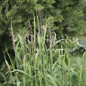 Перловник высокий Atropurpurea (Melica altissima  Atropurpurea)