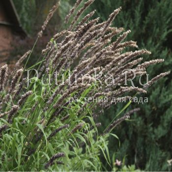 Перловник высокий Atropurpurea (Melica altissima  Atropurpurea)