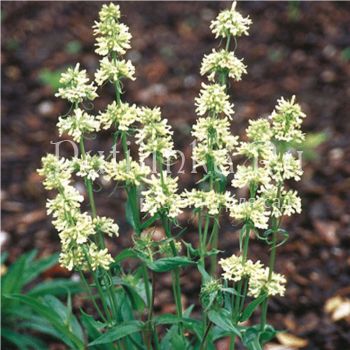 Пенстемон скученный (Penstemon confertus)