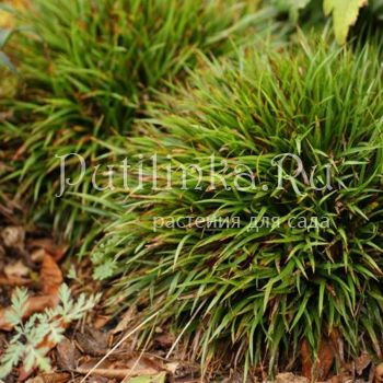 Ожика волосистая Igel (Lusula pilosa Igel)