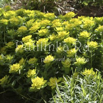 Молочай многоцветный (Euphorbia polychroma)