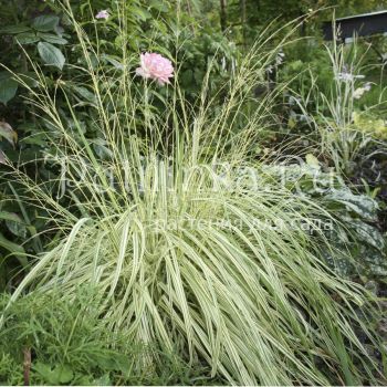 Молиния голубая Variegata (Molinia caerelea Variegata)