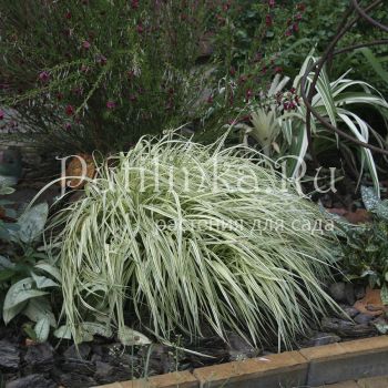 Молиния голубая Variegata (M. caerelea Variegata)