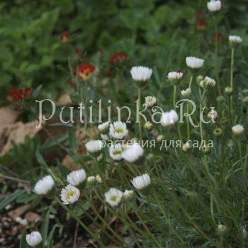 Мелколепестник сложный белый (Erigeron compositus Alba)