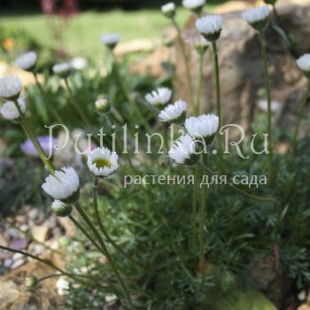 Мелколепестник сложный белый (Erigeron compositus Alba)