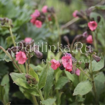 Медуница неясная красная (Pulmonaria obscura Rubra)