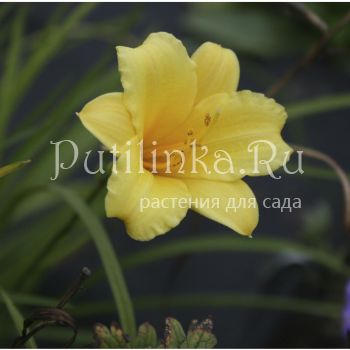 Лилейник Penny Earned