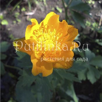 Купальница Кытманова (Trollius kytmanovii)