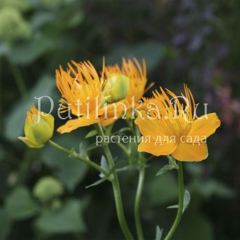 Купальница китайская (Trollius chinensis)