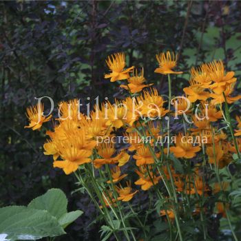 Купальница китайская (Trollius chinensis)