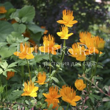 Купальница китайская (Trollius chinensis)