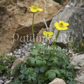 Купальница карликовая (Trollius pumilus)