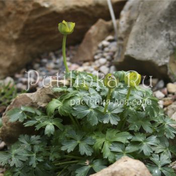 Купальница карликовая (Trollius pumilus)