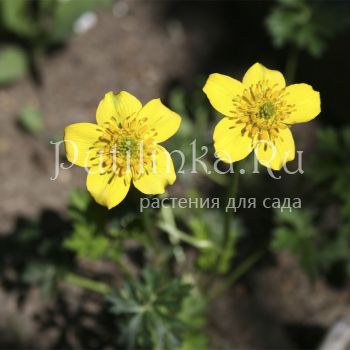 Купальница карликовая (Trollius pumilus)