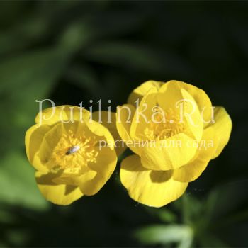 Купальница джунгарская (Trollius dzhungaricus)