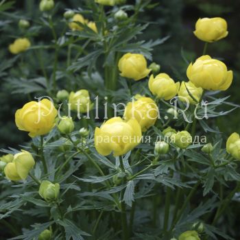 Купальница джунгарская (Trollius dzhungaricus)