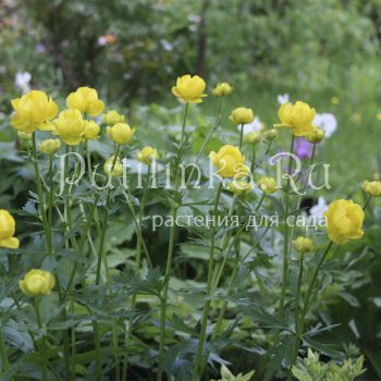 Купальница джунгарская (Trollius dzhungaricus)