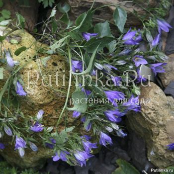 Колокольчик Кемулярии (Campanula kemulariae)