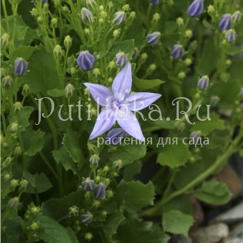 Колокольчик гарганский (C. garganica)