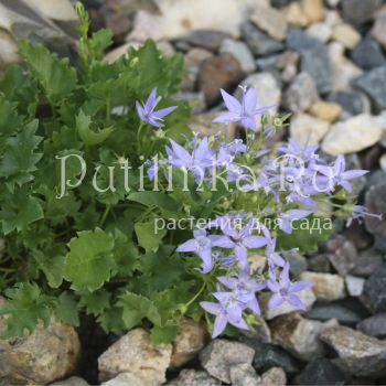 Колокольчик гарганский (C. garganica)