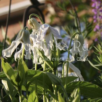 Клематис цельнолистный Hakurei (Clematis integrifolia Hakurei)